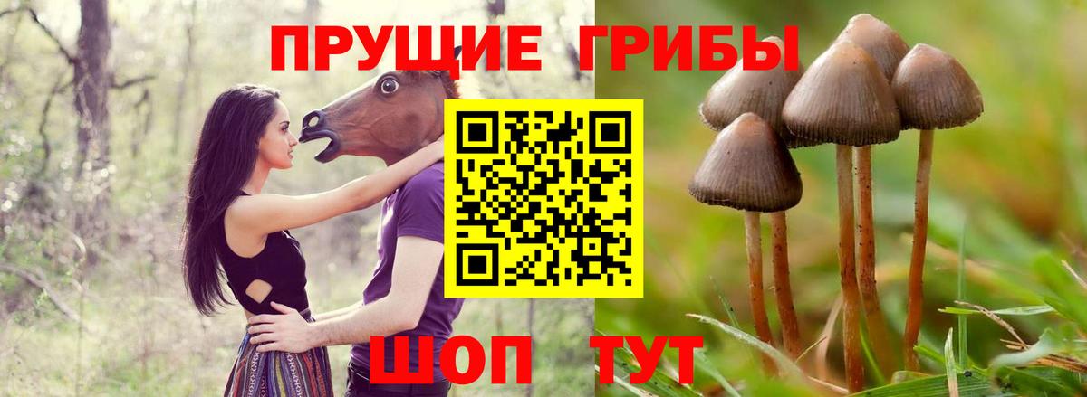 Псилоцибиновые грибы прущие грибы Зерноград